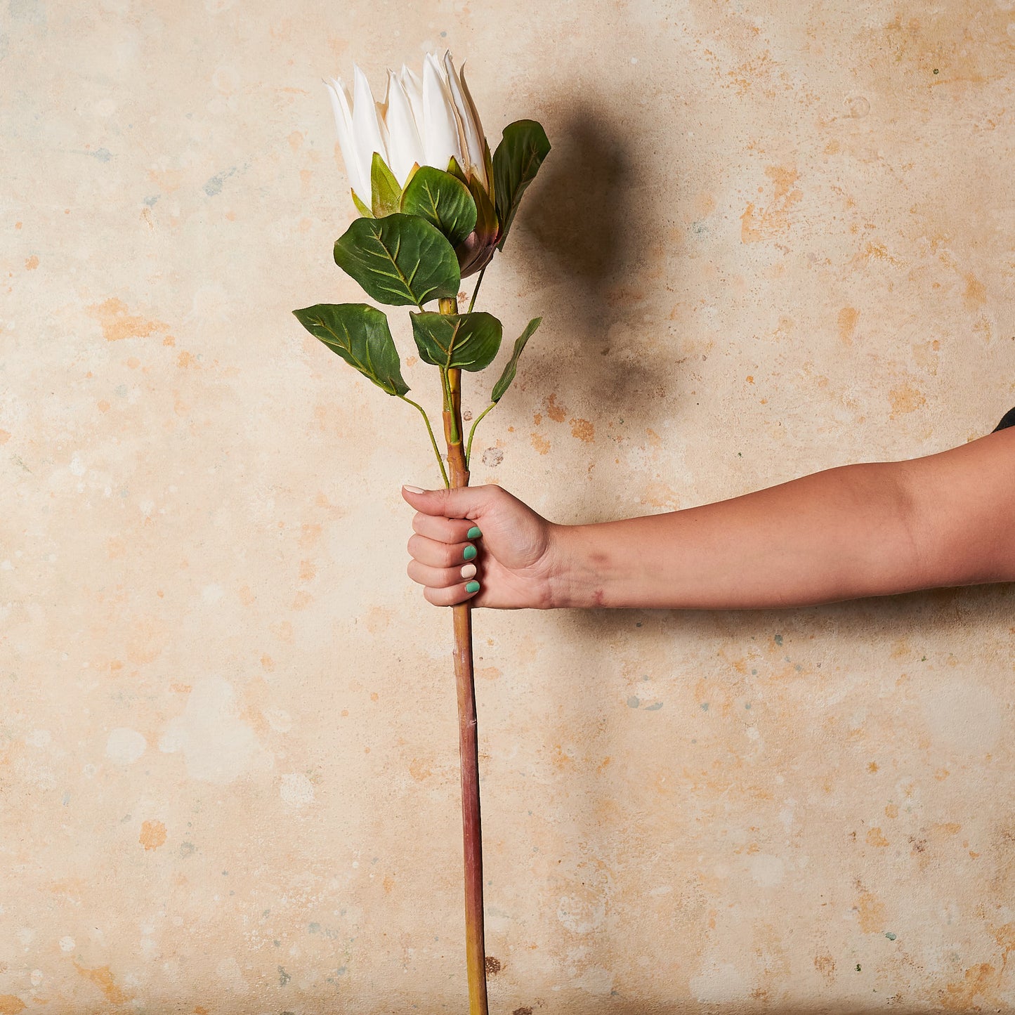 Bettie Queen Protea Real touch Flower Stem