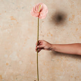 Anthurium Real Touch Flower Stem