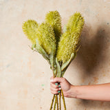 Banksia Real Touch Flower Stem