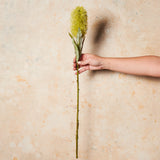 Banksia Real Touch Flower Stem