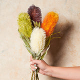 Banksia Real Touch Flower Stem
