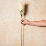 Banksia Real Touch Flower Stem