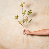 Blackwood Wattle Real Touch Flower Stem