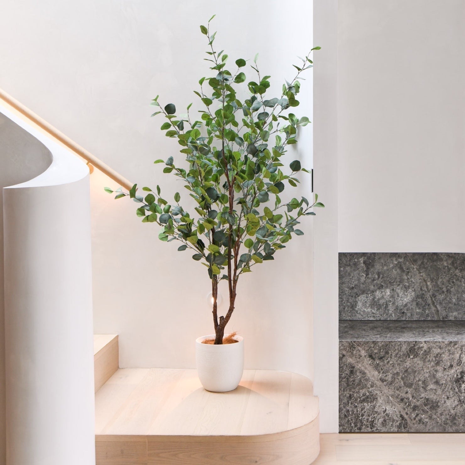 gum tree house plant Fletcher Dollar Gum Eucalyptus Tree and Pot