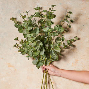 Eucalyptus Dollar Gum Real Touch Stem