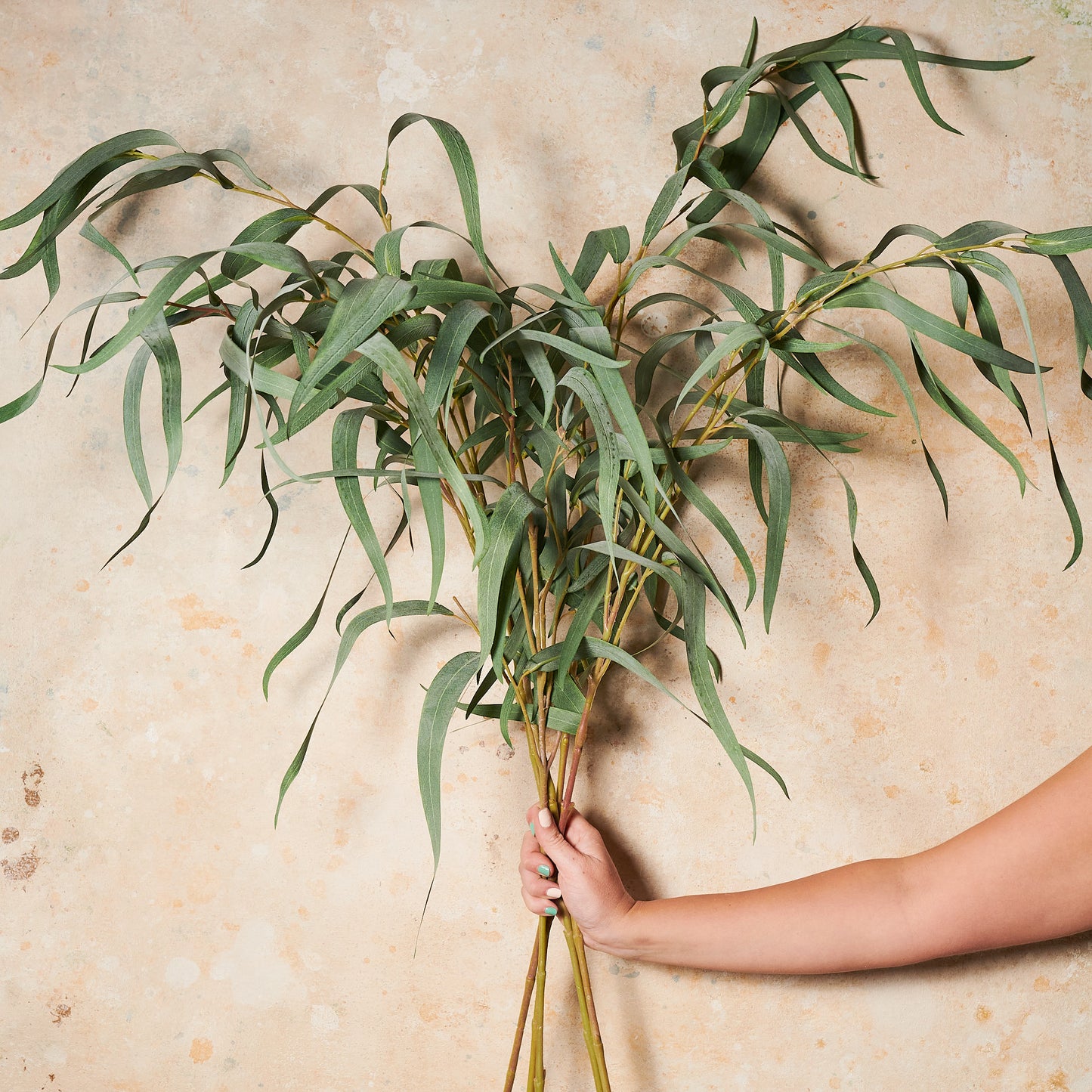 Eucalyptus Long Leaf Real Touch Stem