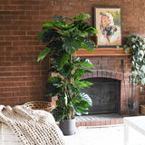 Reuben Monstera Tree