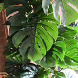 Reuben Monstera Tree
