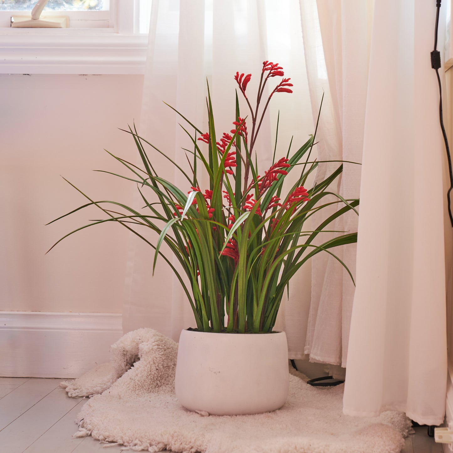 Angus Kangaroo Paw Plant with Pot