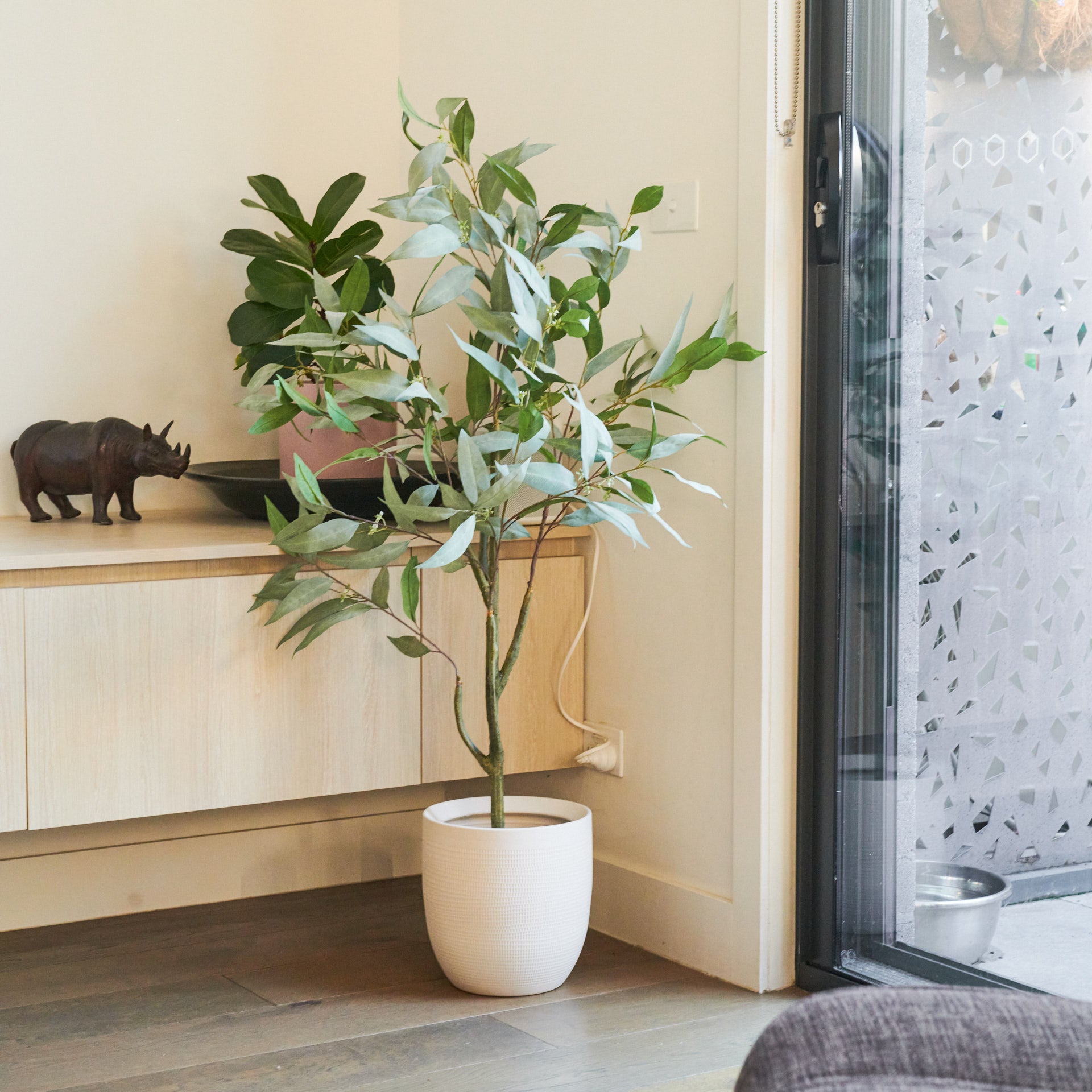 gum tree house plant Hamilton Seeding Eucalyptus Gum Tree with Ceramic Pot