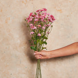 Princess Dahlia Spray Flower Stem