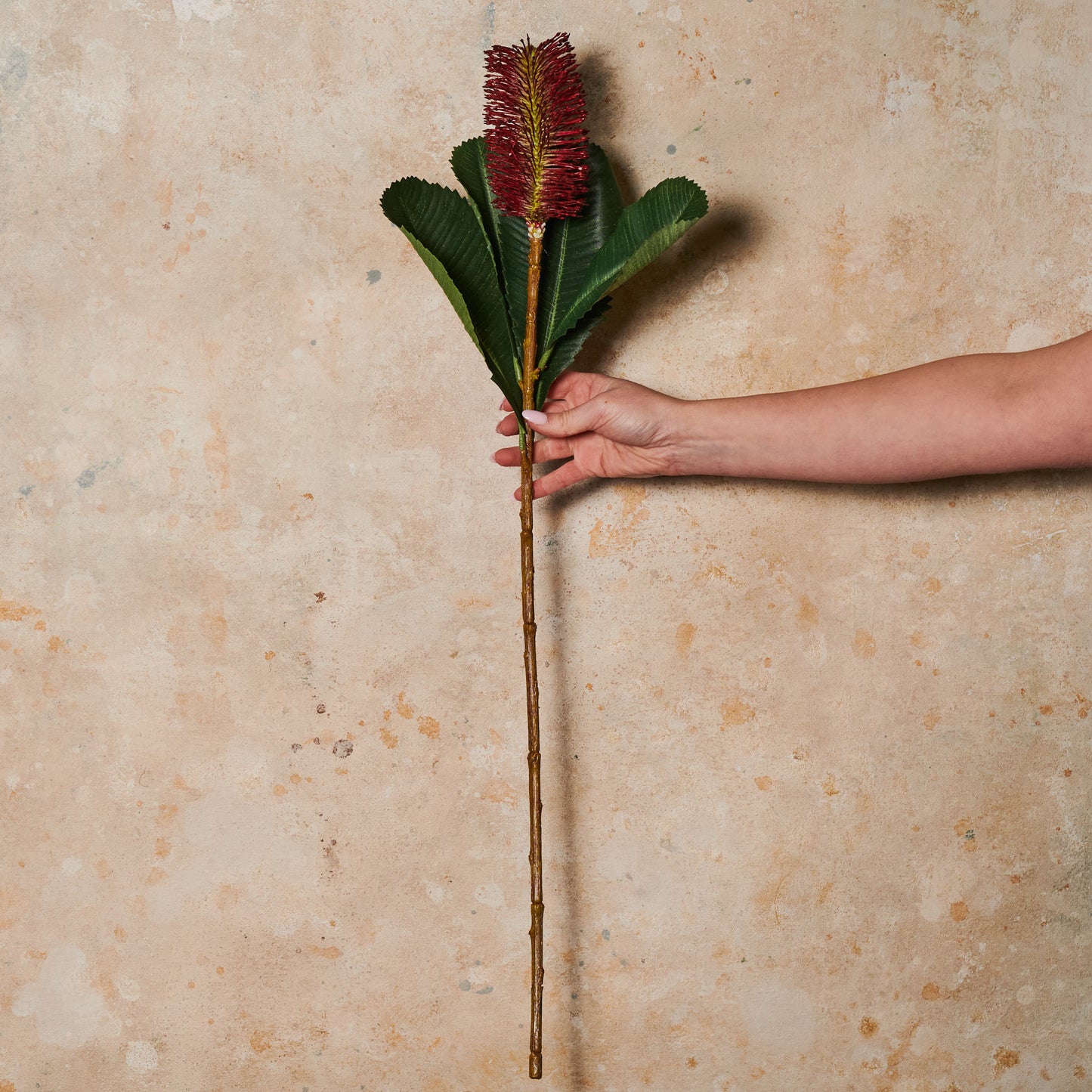 Banksia Robur Real Touch Flower Stem