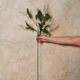 Cascara Berry Spray Real Touch Stem