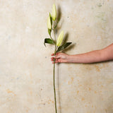 Casablanca Lily Bud Real Touch Flower Stem