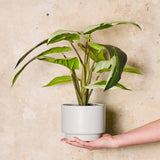 Caladium Plant in Pot