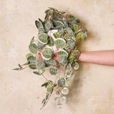 String Of Hearts Plant in Pot