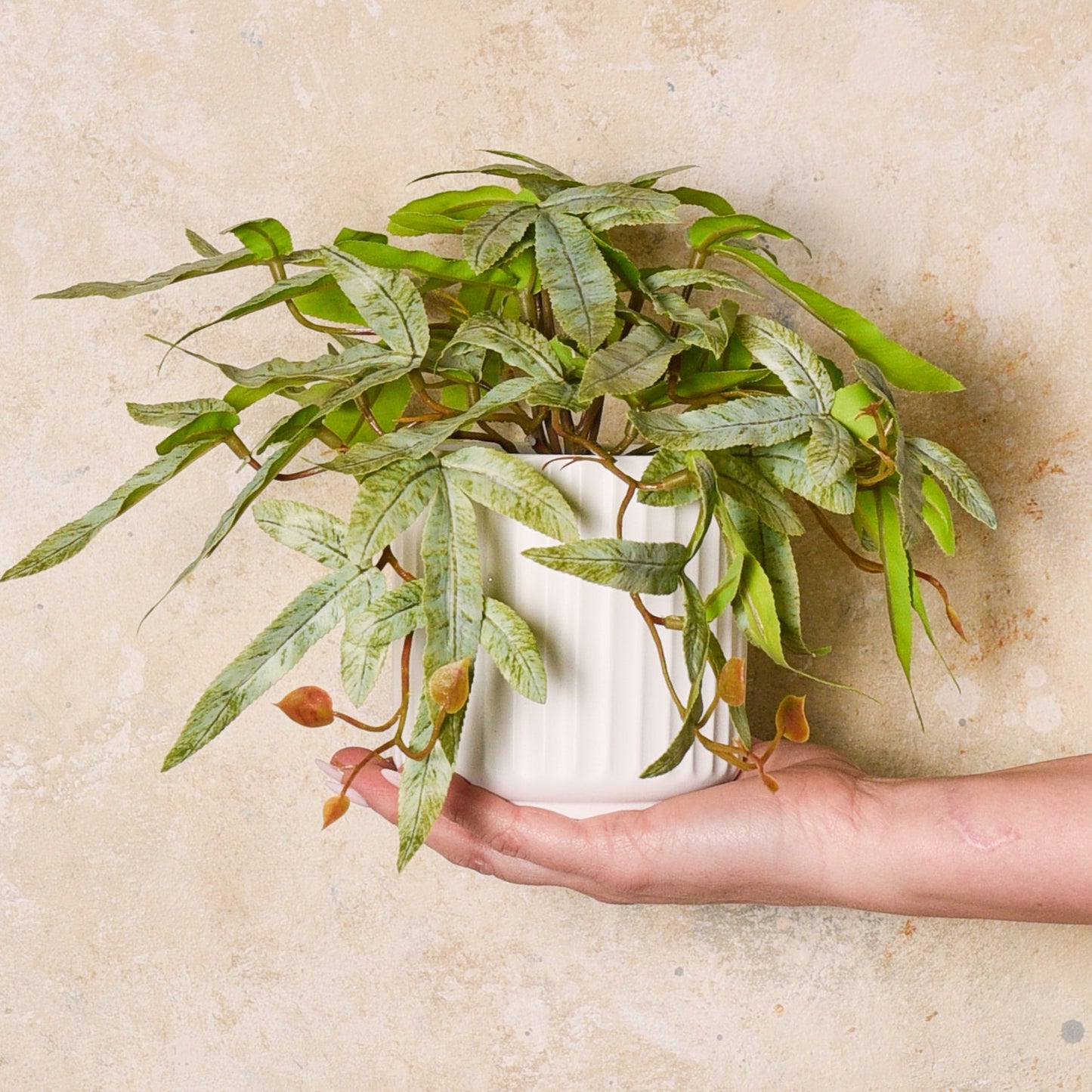 Kangaroo Fern Plant in Pot