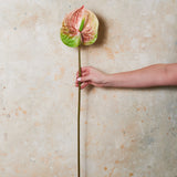 Anthurium Real Touch Flower Stem