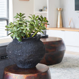 Lennox Jade Succulent Plant and Pot