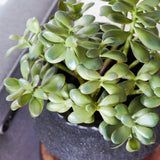 Lennox Jade Succulent Plant and Pot
