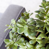 Lennox Jade Succulent Plant and Pot