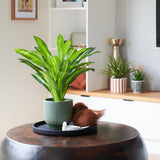 Jude Dracaena Plant with Pot