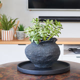 Lennox Jade Succulent Plant and Pot