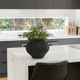 Lennox Jade Succulent Plant and Pot