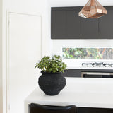 Lennox Jade Succulent Plant and Pot