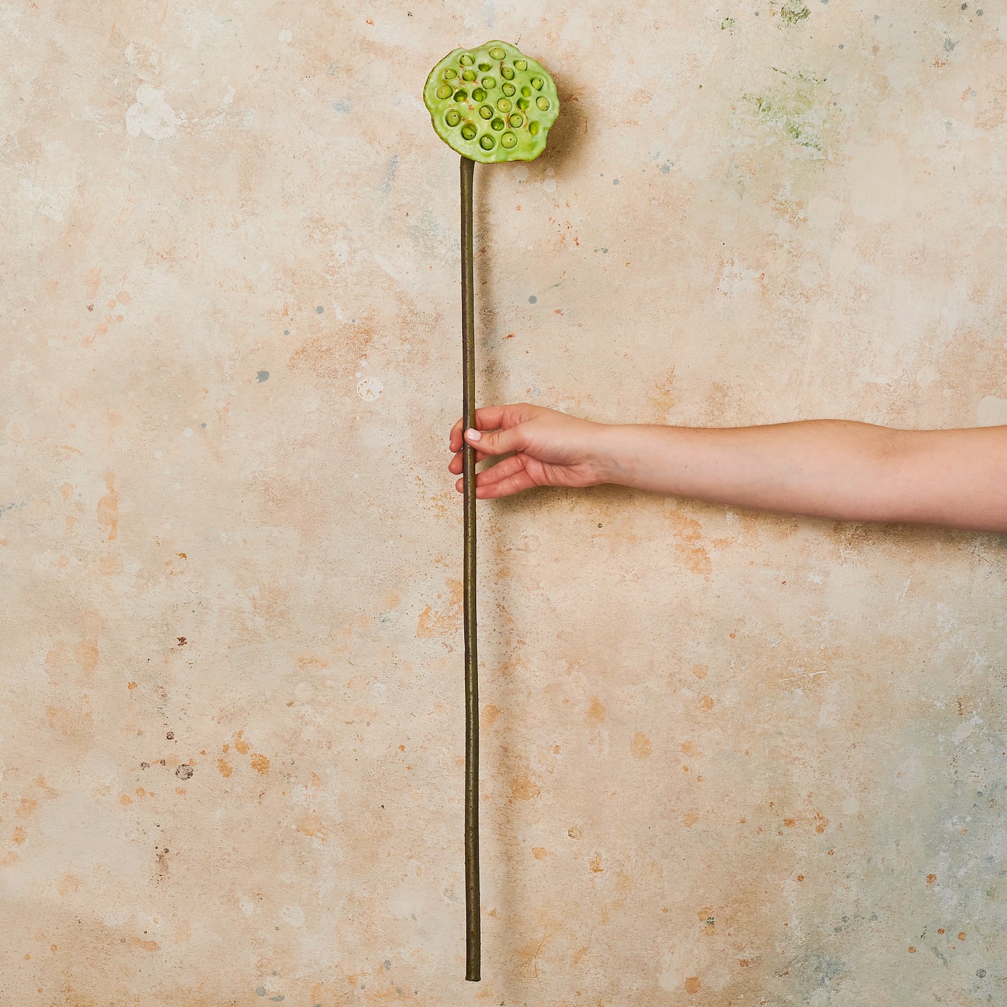 Lotus Pod Real Touch Stem