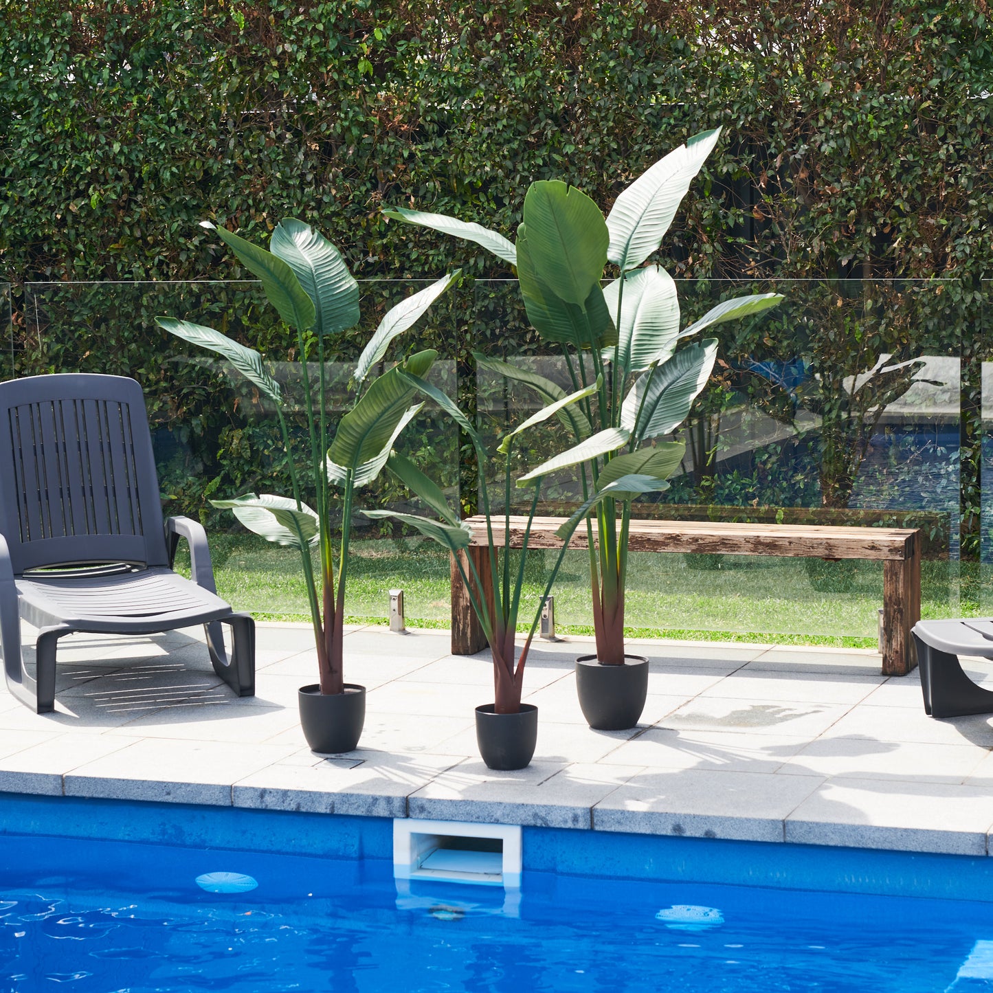 UV Resistant Bird of Paradise Plant