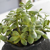 Lennox Jade Succulent Plant and Pot
