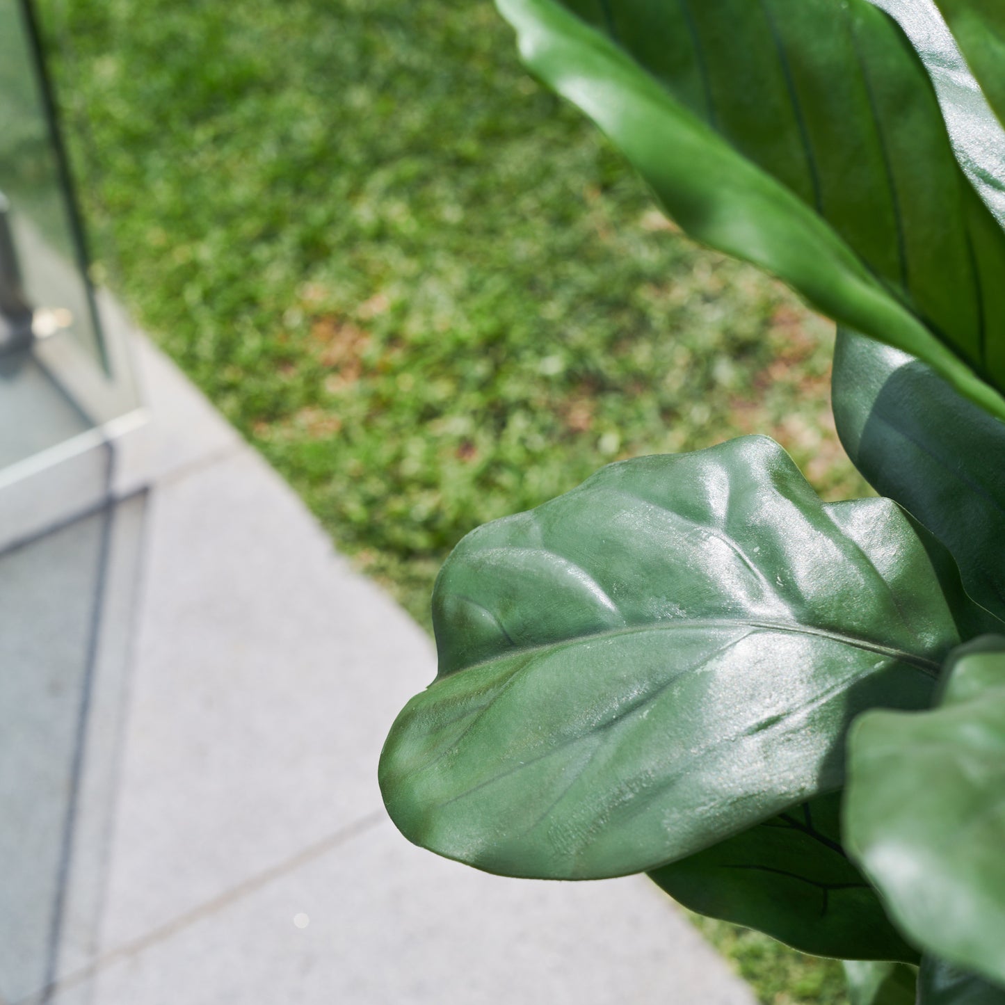 UV Resistant Fiddle Tree