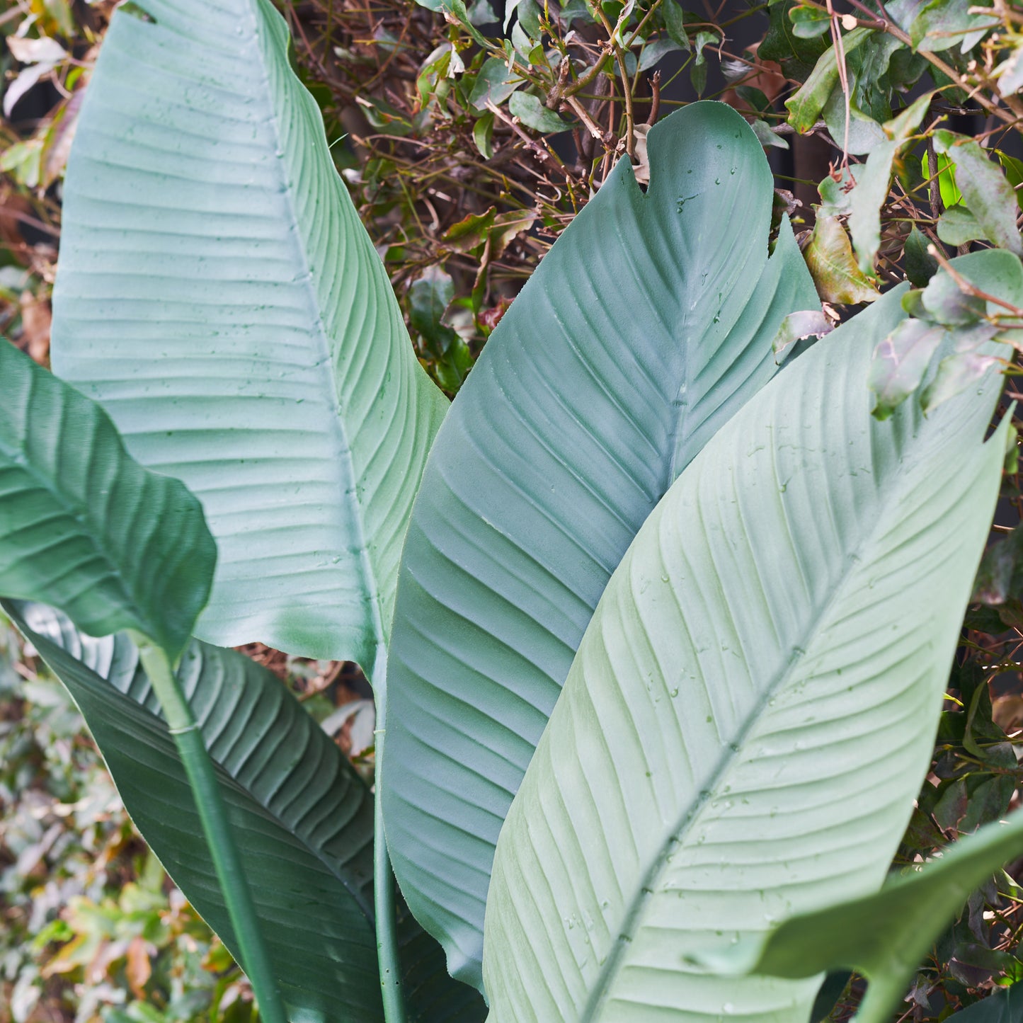 UV Resistant Bird of Paradise Plant