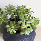 Lennox Jade Succulent Plant and Pot