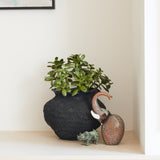 Lennox Jade Succulent Plant and Pot