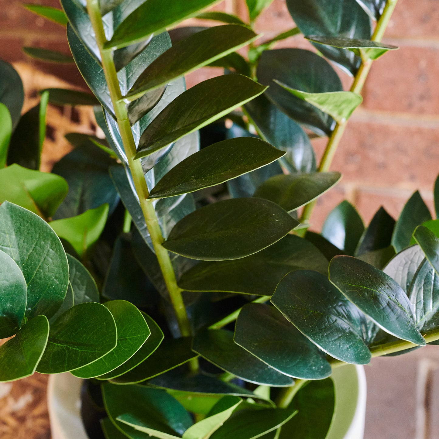 Zanzibar Gem Plant with Ceramic Pot