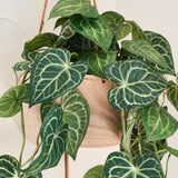 Oscar Anthurium Hanging Plant with Wood Hanging Pot