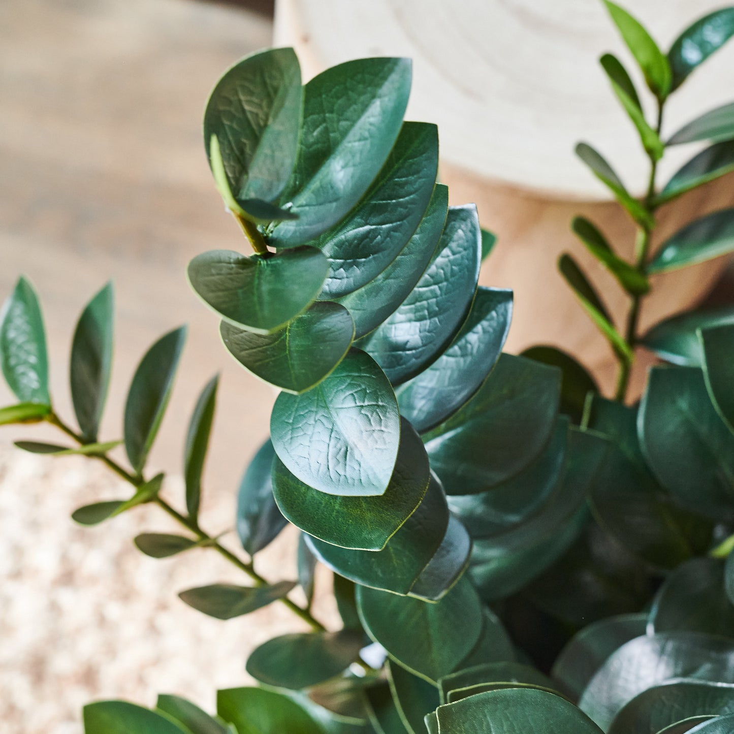 Zanzibar Gem Plant with Ceramic Pot