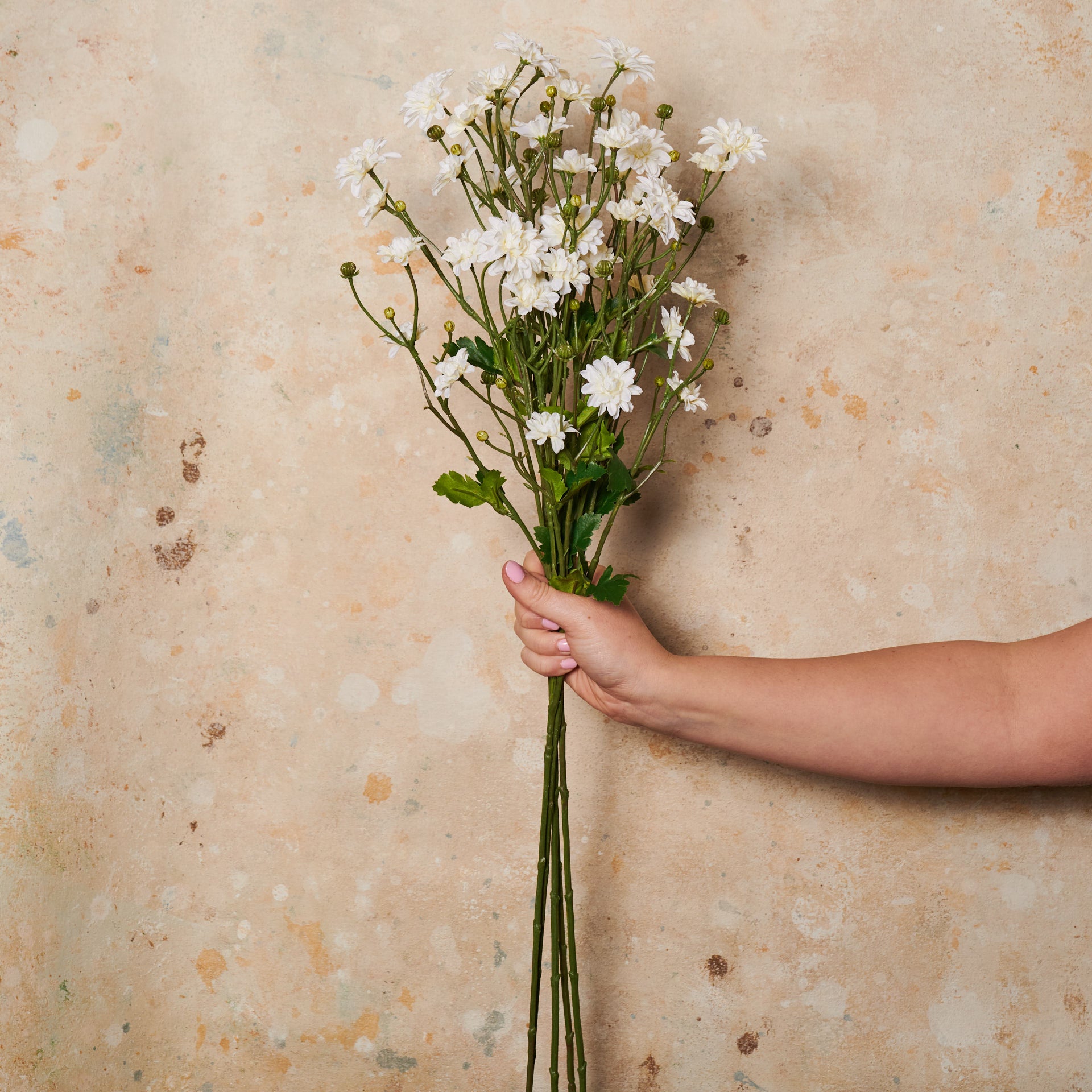 Baby's Breath Farm Fresh Flowers in Bulk Bunches -  Denmark