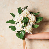 Waratah Real Touch Flower Stem