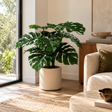 Julian Monstera Tree