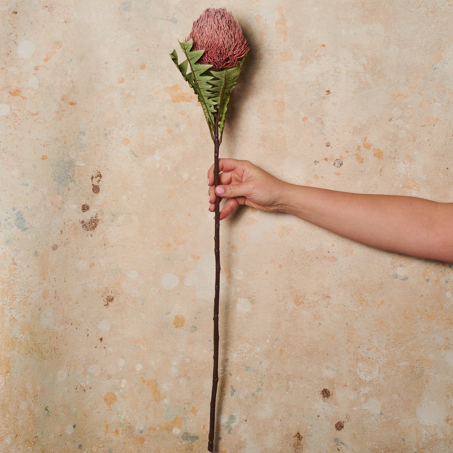 Banksia Baxteri Stem Pink Real Touch Flower Stem