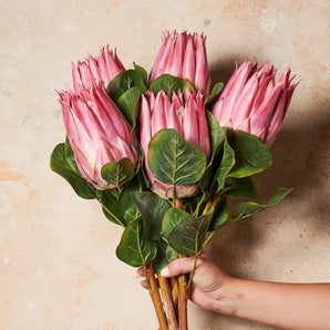 Bettie Queen Protea Real touch Flower Stem