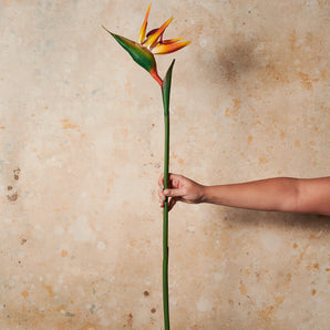 Bird Of Paradise Real Touch