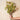 Blackwood Wattle Real Touch Flower Stem