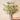 Blackwood Wattle Real Touch Flower Stem