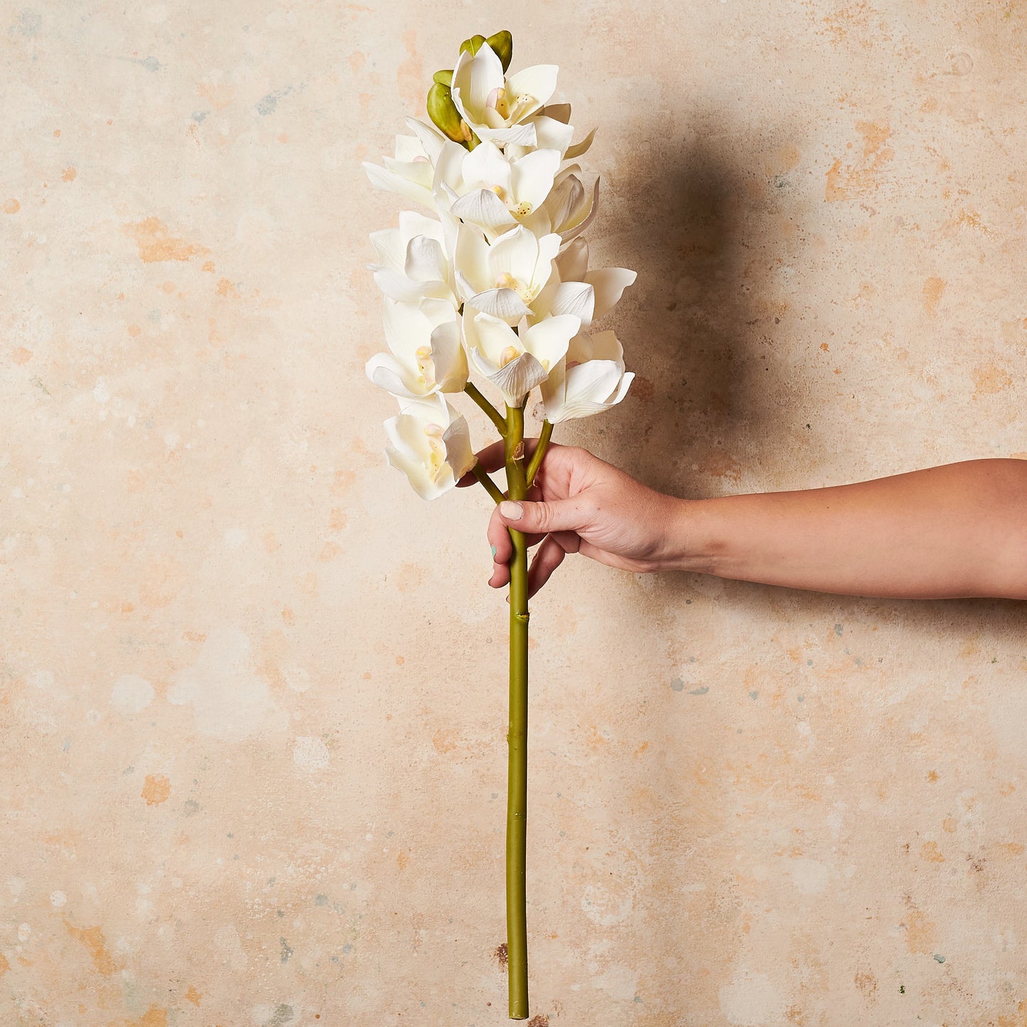 Cymbidium Orchid White Real Touch Flower Stem