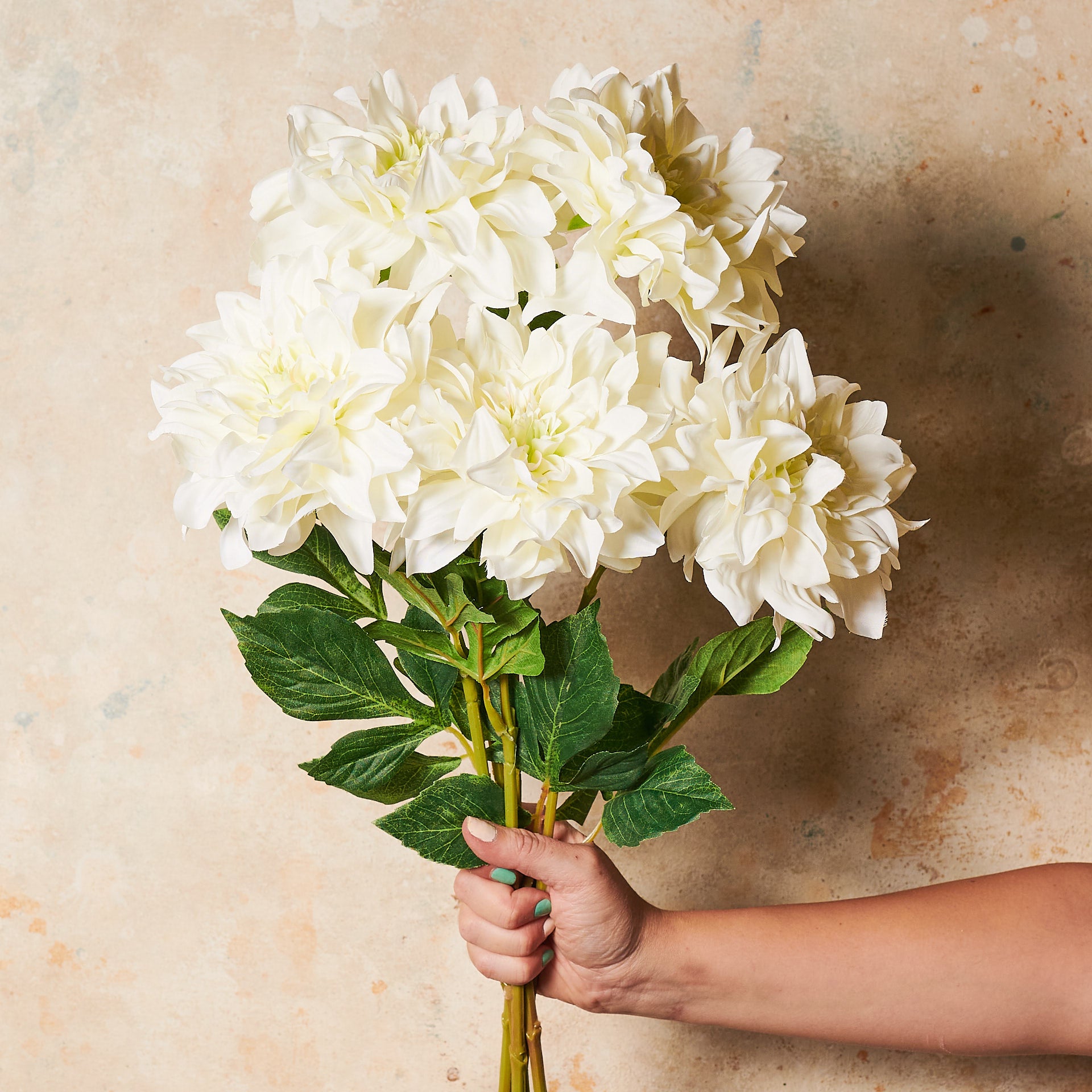 Dahlia  Flower Stem