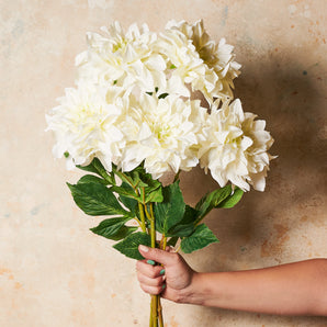 Dahlia  Flower Stem
